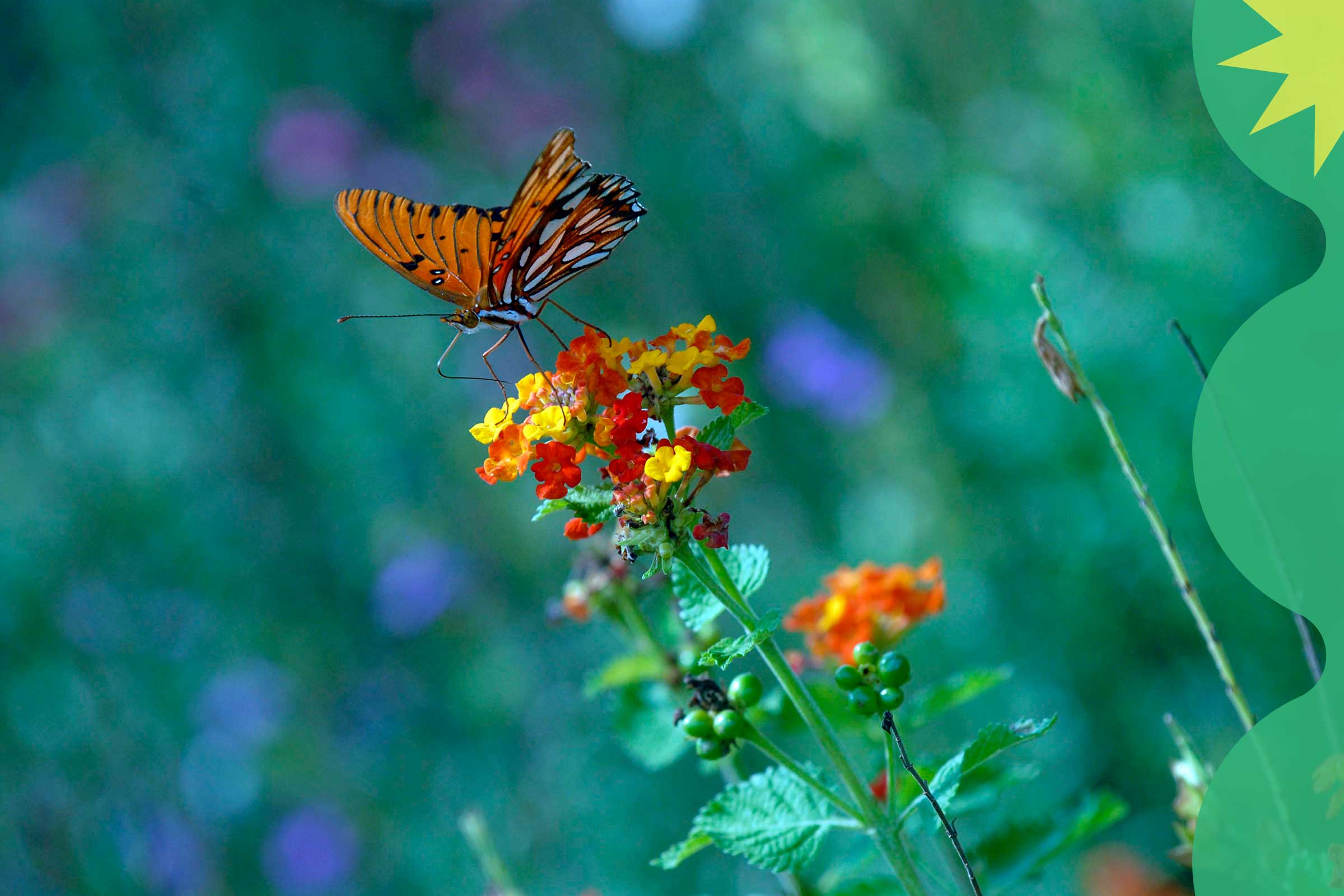 Butterfly on flower